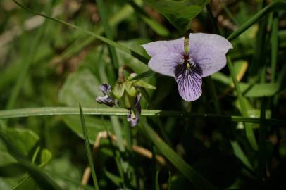 Fotografia da espécie Viola palustris subesp. palustris