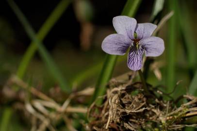 Fotografia da espécie Viola palustris subesp. palustris