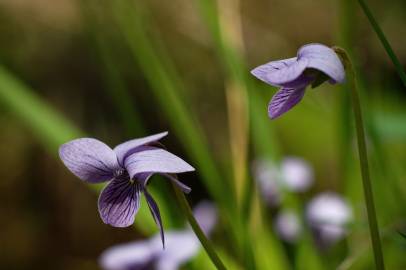 Fotografia da espécie Viola palustris subesp. palustris