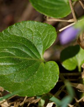 Fotografia 16 da espécie Viola palustris subesp. palustris no Jardim Botânico UTAD