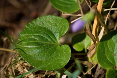 Fotografia da espécie Viola palustris subesp. palustris