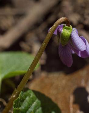 Fotografia 17 da espécie Viola palustris subesp. palustris no Jardim Botânico UTAD