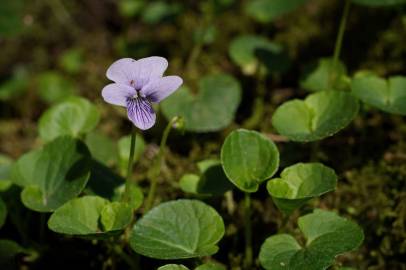 Fotografia da espécie Viola palustris subesp. palustris