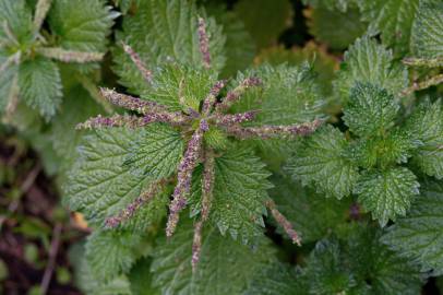 Fotografia da espécie Urtica membranaceae