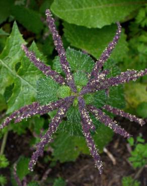 Fotografia 3 da espécie Urtica membranaceae no Jardim Botânico UTAD