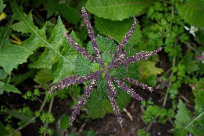 Fotografia da espécie Urtica membranaceae