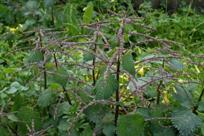 Fotografia da espécie Urtica membranaceae