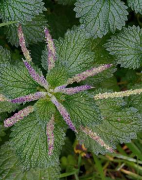 Fotografia 5 da espécie Urtica membranaceae no Jardim Botânico UTAD