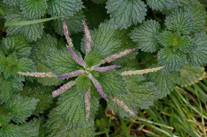 Fotografia da espécie Urtica membranaceae