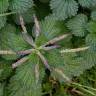 Fotografia 5 da espécie Urtica membranaceae do Jardim Botânico UTAD