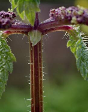 Fotografia 6 da espécie Urtica membranaceae no Jardim Botânico UTAD