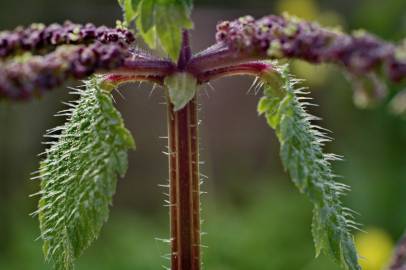 Fotografia da espécie Urtica membranaceae