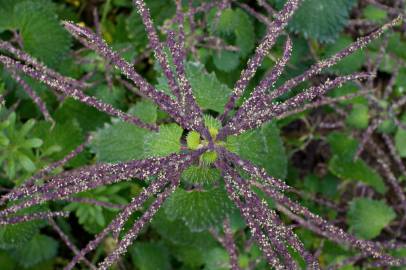 Fotografia da espécie Urtica membranaceae