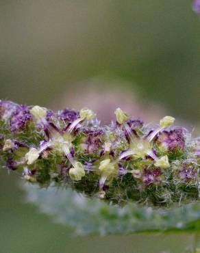 Fotografia 8 da espécie Urtica membranaceae no Jardim Botânico UTAD