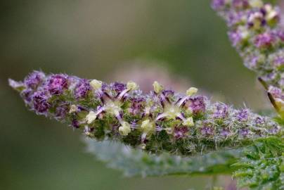 Fotografia da espécie Urtica membranaceae