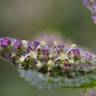 Fotografia 8 da espécie Urtica membranaceae do Jardim Botânico UTAD