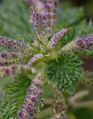 Urtica membranaceae