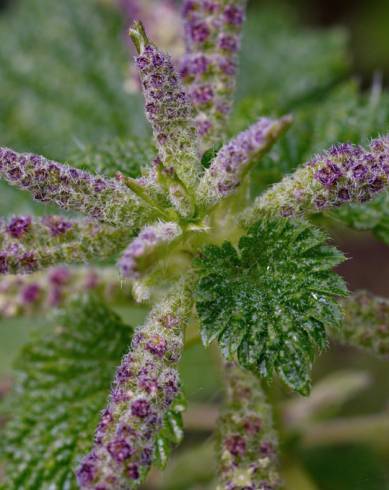 Fotografia de capa Urtica membranaceae - do Jardim Botânico