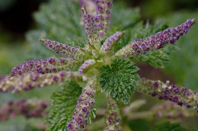 Fotografia da espécie Urtica membranaceae