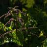 Fotografia 10 da espécie Urtica membranaceae do Jardim Botânico UTAD