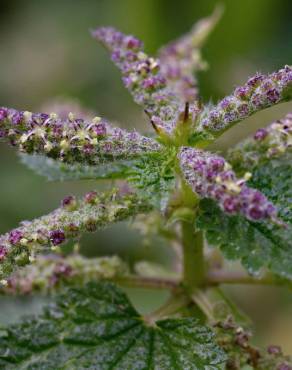 Fotografia 12 da espécie Urtica membranaceae no Jardim Botânico UTAD