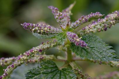 Fotografia da espécie Urtica membranaceae
