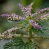 Fotografia 12 da espécie Urtica membranaceae do Jardim Botânico UTAD