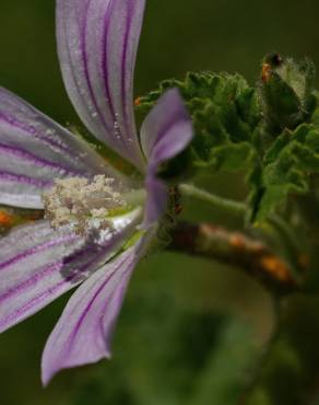 Fotografia 11 da espécie Lavatera cretica no Jardim Botânico UTAD