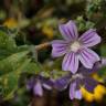 Fotografia 13 da espécie Lavatera cretica do Jardim Botânico UTAD