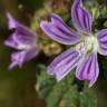 Fotografia 14 da espécie Lavatera cretica do Jardim Botânico UTAD