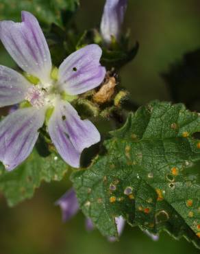 Fotografia 15 da espécie Lavatera cretica no Jardim Botânico UTAD