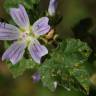 Fotografia 15 da espécie Lavatera cretica do Jardim Botânico UTAD