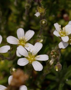 Fotografia 5 da espécie Arenaria grandiflora subesp. incrassata no Jardim Botânico UTAD