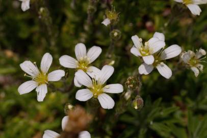Fotografia da espécie Arenaria grandiflora subesp. incrassata
