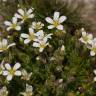 Fotografia 6 da espécie Arenaria grandiflora subesp. incrassata do Jardim Botânico UTAD