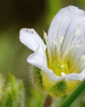 Fotografia 7 da espécie Arenaria grandiflora subesp. incrassata no Jardim Botânico UTAD