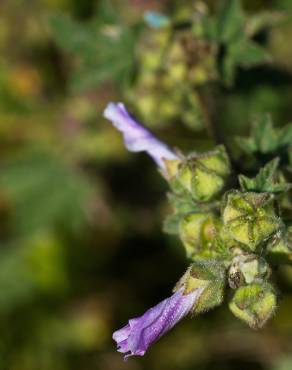 Fotografia 8 da espécie Arenaria grandiflora subesp. incrassata no Jardim Botânico UTAD