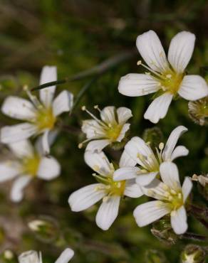 Fotografia 9 da espécie Arenaria grandiflora subesp. incrassata no Jardim Botânico UTAD