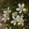 Fotografia 9 da espécie Arenaria grandiflora subesp. incrassata do Jardim Botânico UTAD