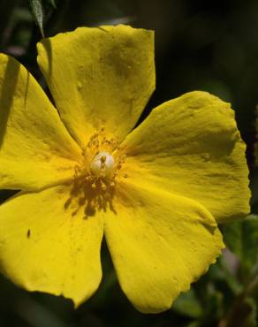 Fotografia 7 da espécie Halimium lasianthum subesp. alyssoides no Jardim Botânico UTAD