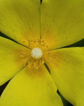 Fotografia 9 da espécie Halimium lasianthum subesp. alyssoides no Jardim Botânico UTAD