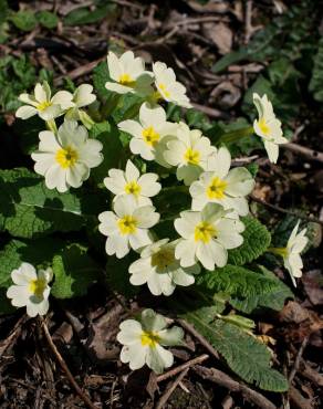 Fotografia 8 da espécie Primula acaulis subesp. acaulis no Jardim Botânico UTAD