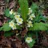 Fotografia 10 da espécie Primula acaulis subesp. acaulis do Jardim Botânico UTAD