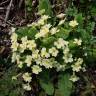 Fotografia 12 da espécie Primula acaulis subesp. acaulis do Jardim Botânico UTAD