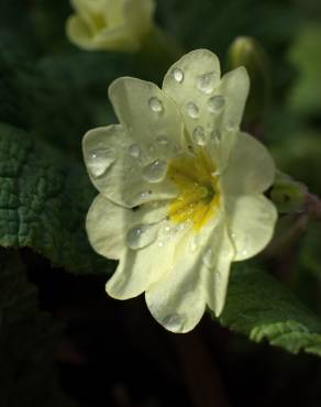 Fotografia 16 da espécie Primula acaulis subesp. acaulis no Jardim Botânico UTAD