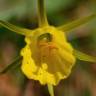 Fotografia 12 da espécie Narcissus bulbocodium do Jardim Botânico UTAD