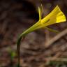 Fotografia 13 da espécie Narcissus bulbocodium do Jardim Botânico UTAD