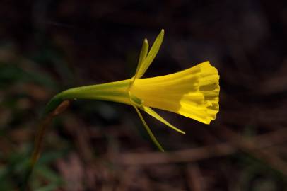 Fotografia da espécie Narcissus bulbocodium