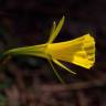 Fotografia 14 da espécie Narcissus bulbocodium do Jardim Botânico UTAD