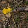 Fotografia 15 da espécie Narcissus bulbocodium do Jardim Botânico UTAD